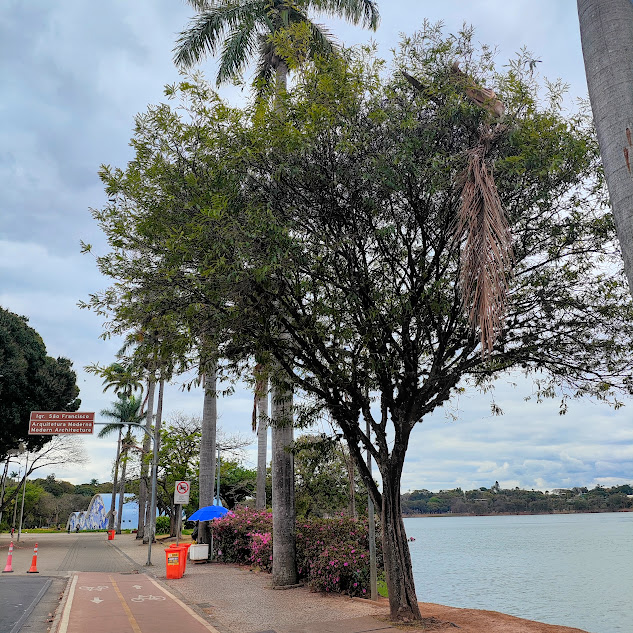 Tamarindo presente na orla da Lagoa da Pampulha