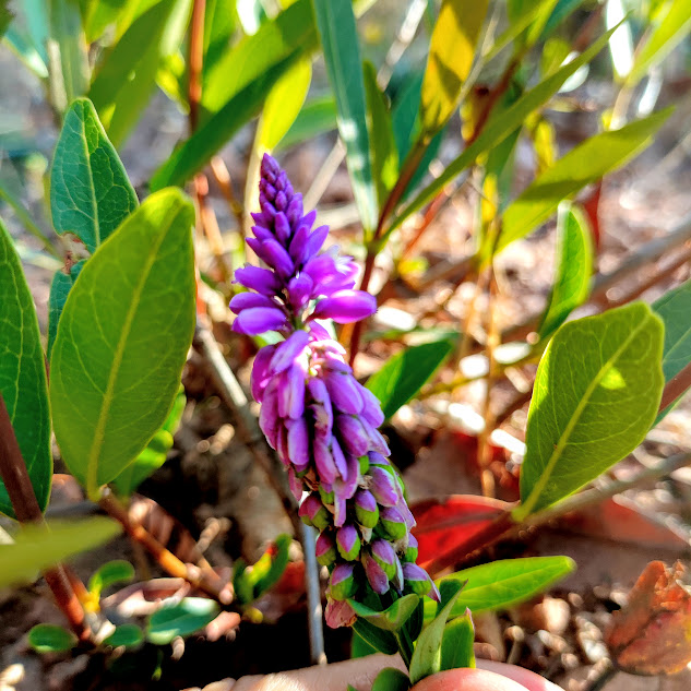 Inflorescência e botão floral da Senega poaya, observada durante o começo da primavera na RPPN Colina dos Tucanos - Sabará (MG). 08/09/2025