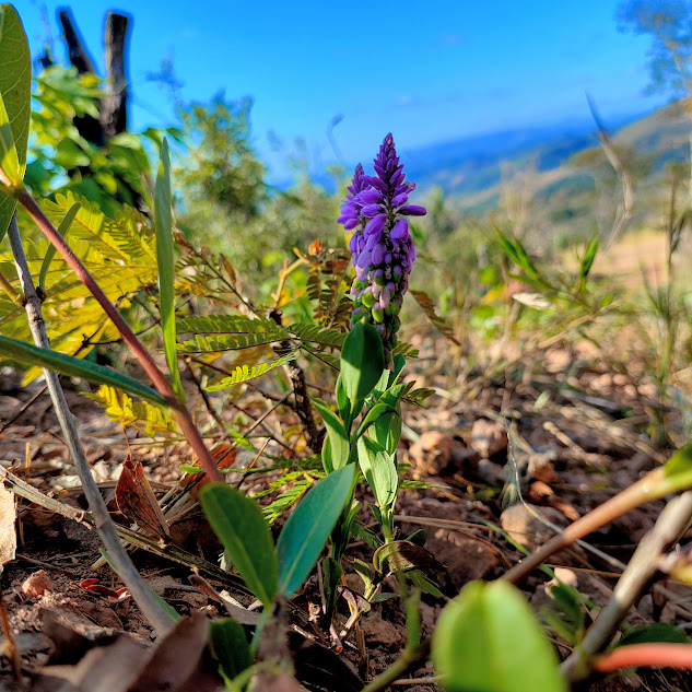 Folhas e flores da Senega poaya.
