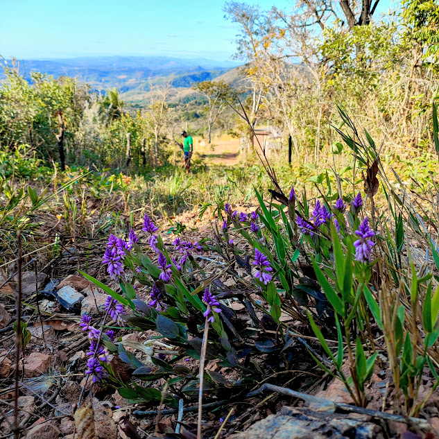Senega molluginifolia em área íngreme