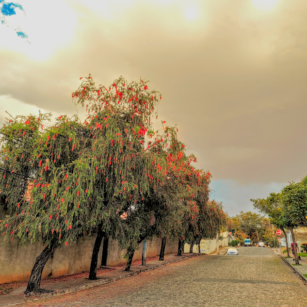 Sequência de escovas-de-garrafa.