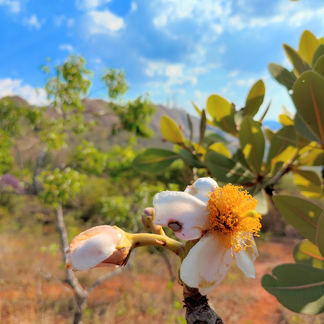 Flor do pau-santo.