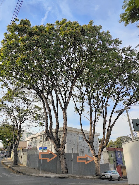 Bordões-de-velho em esquina.