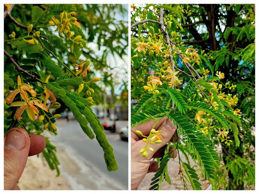 Folhas e flores do tamarindo.