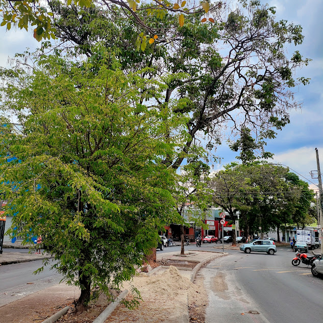 Tamarindo florido.