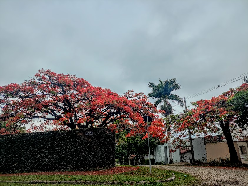 Flamboyants floridos.