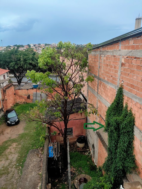 Pariri "subindo" muro de residência.