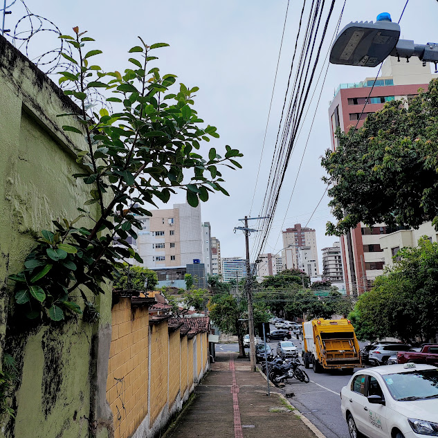 Figueira invasora.