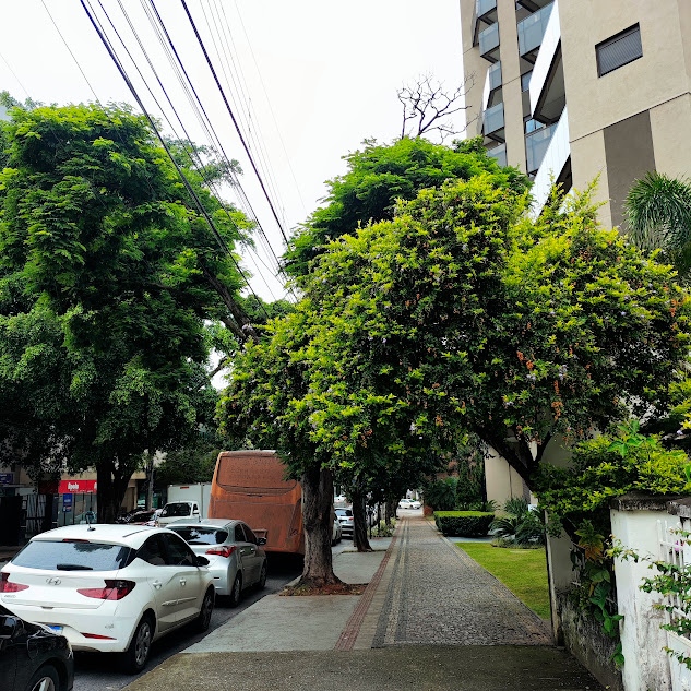 Pingo-de-ouro conformado em arvoreta.