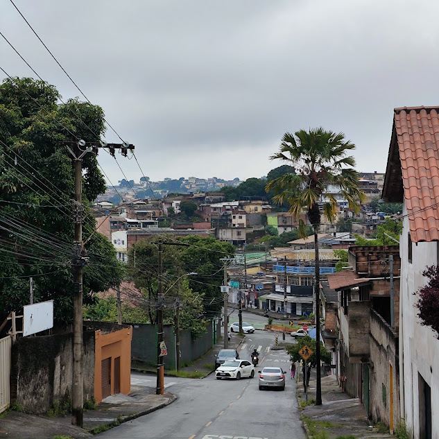 Palmeira-de-java em calçada.