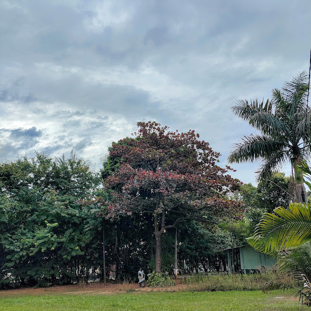 Amendoeira de folhas avermelhadas.