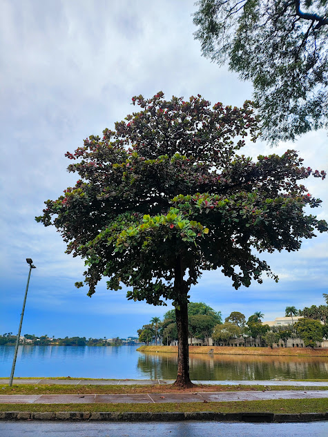 Amendoeira.
