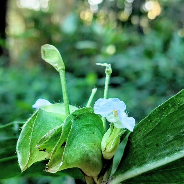 Flor da trapoeraba-azul.