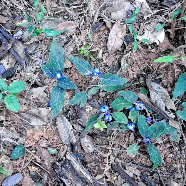 Coquito no chão de floresta.