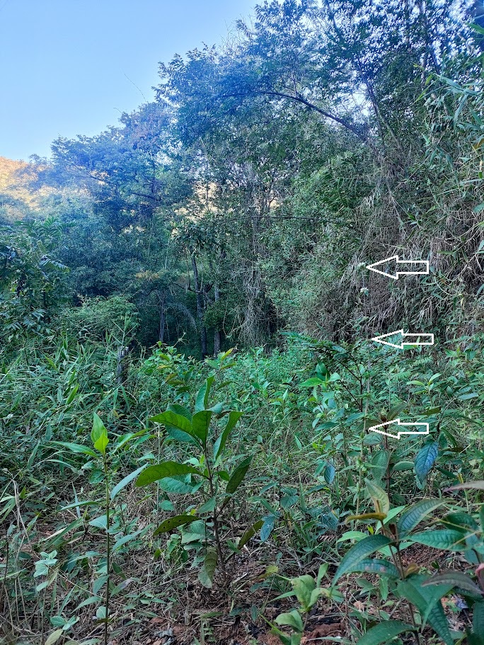 Poaia-da-praia em área florestal.