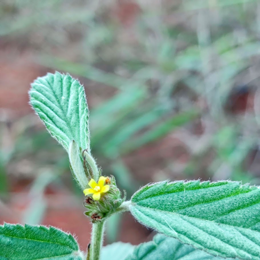 Flor da malva-branca.