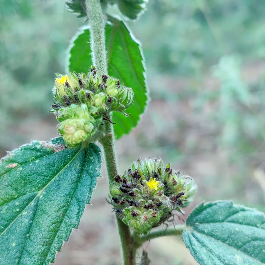 Inflorescências da malva-branca.