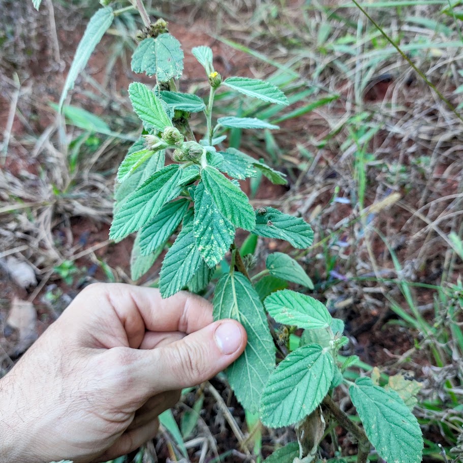 Folhagem da malva-branca.