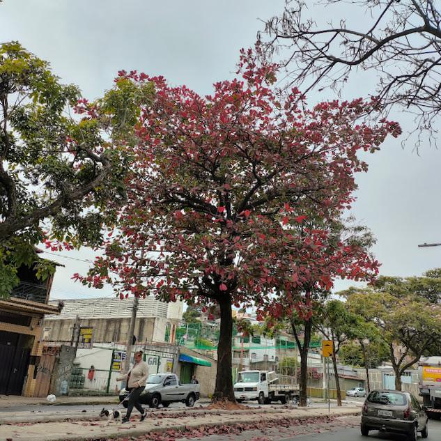 Amendoeira de folhas vermelhas.