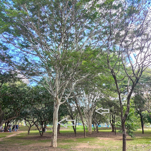 Paus-ferros.