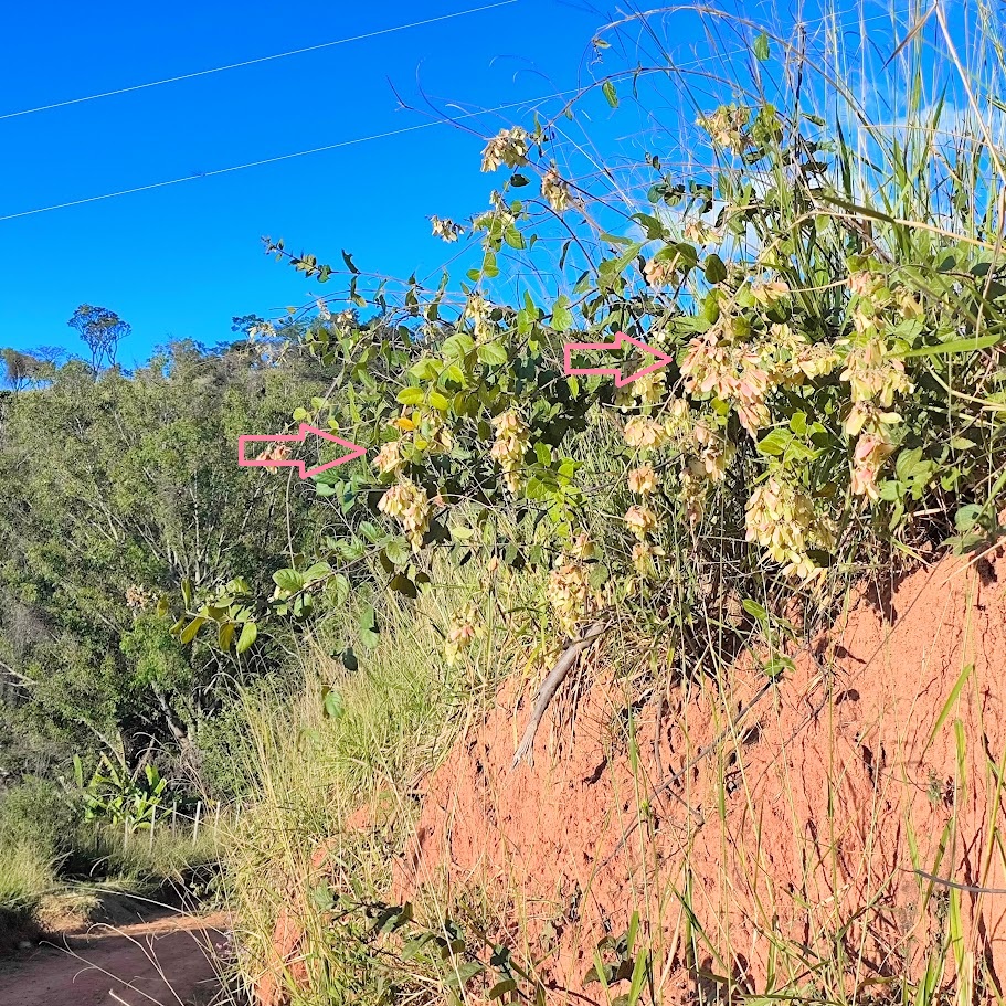 Pragua cheia de frutos.