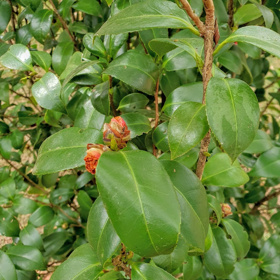 Folhas e flor da camélia.