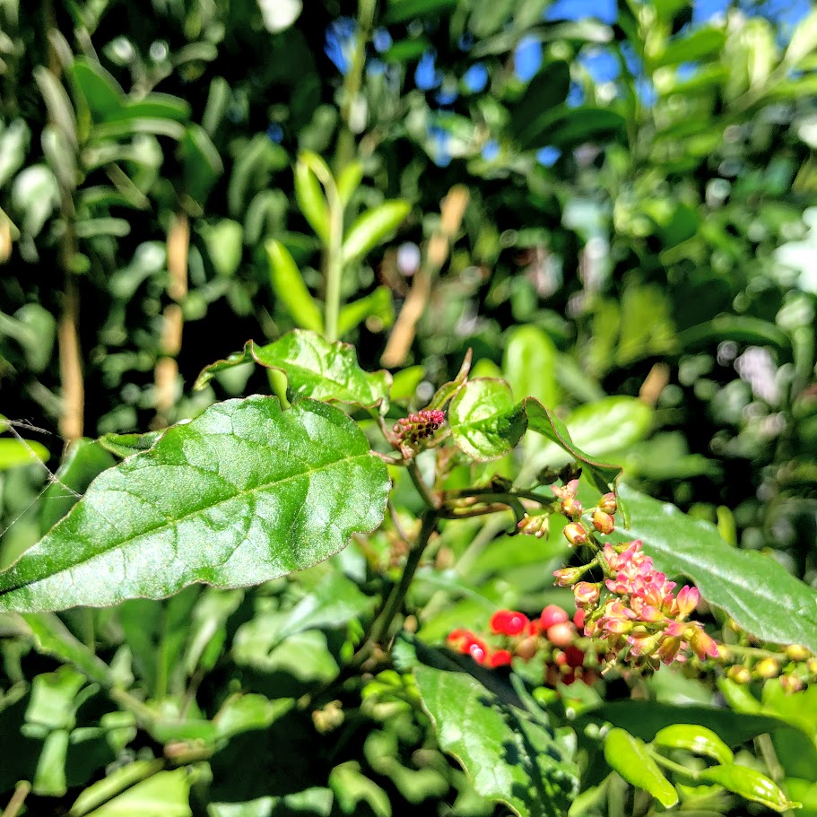Folhas e inflorescência da baga-de-sangue.