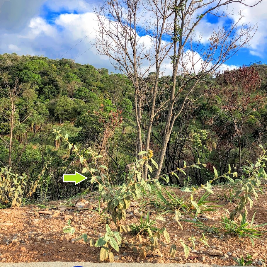 Malva-branca presente em área aberta.