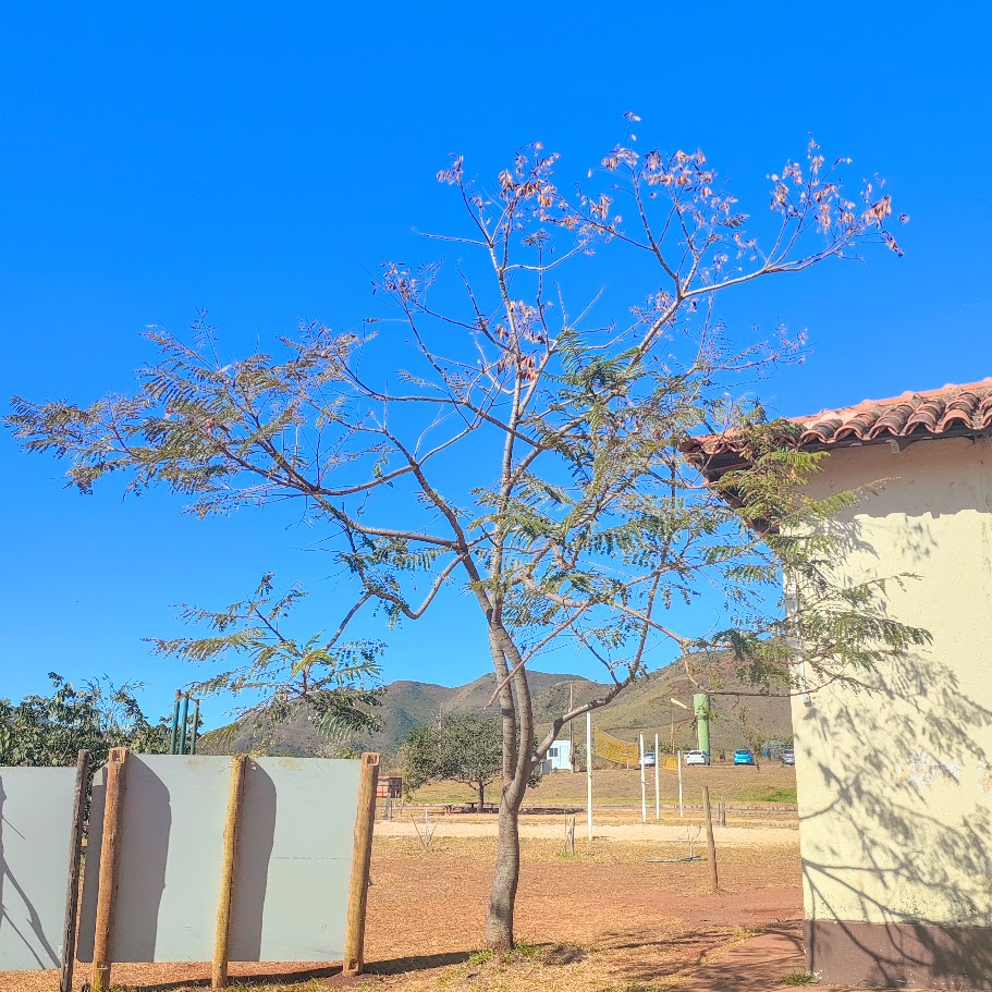 Canafístula jovem.