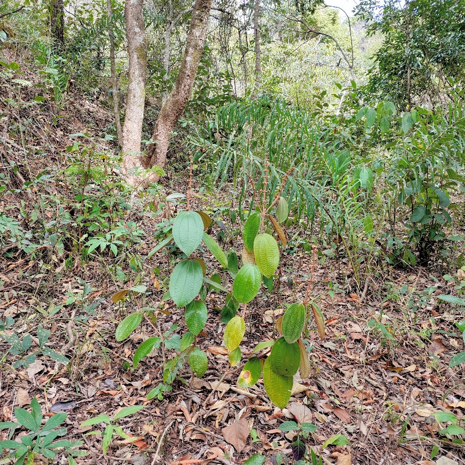 Canela-de-velho em sub-bosque florestal.
