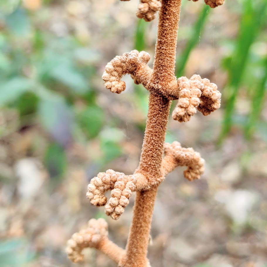 Inflorescências da canela-de-velho.