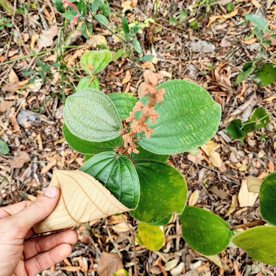 Folhas da canela-de-velho.