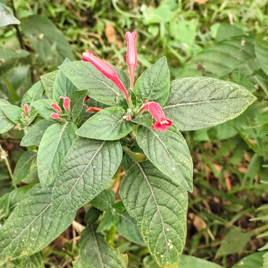 Folhas da ruélia-vermelha.