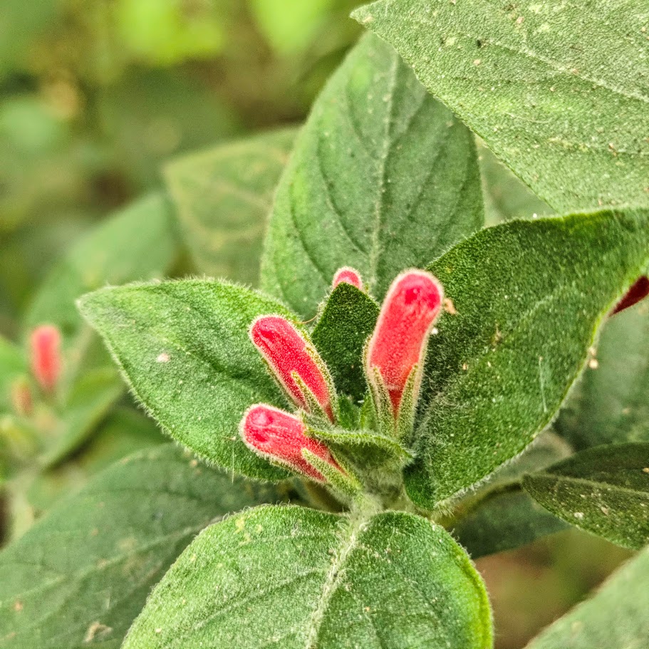 Flores da ruélia-vermelha.