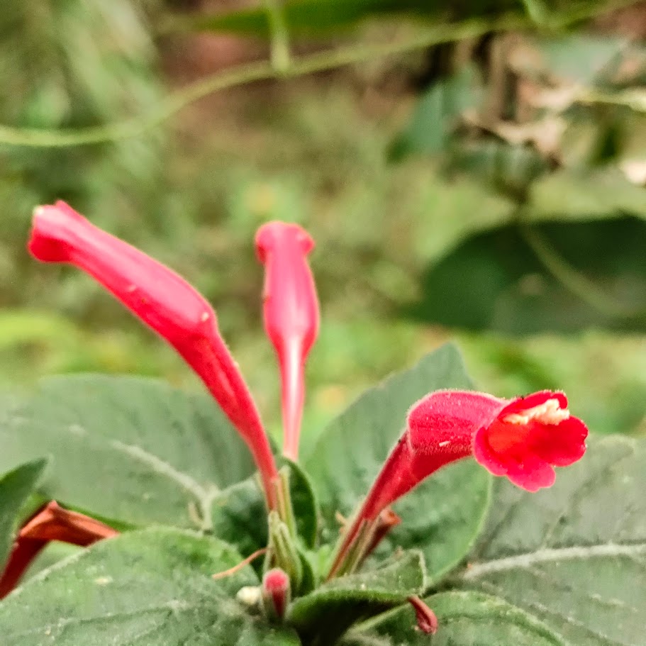 Flores da ruélia-vermelha.