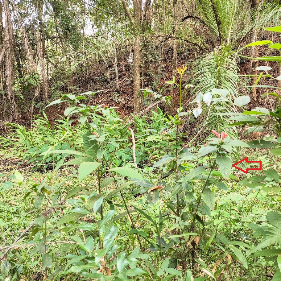 Ruélia-vermelha presente em sub-bosque florestal.