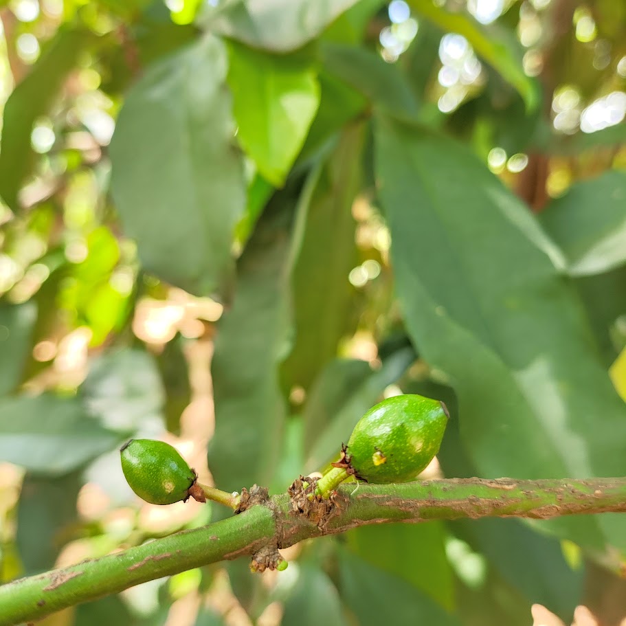 Frutos do bacupari.