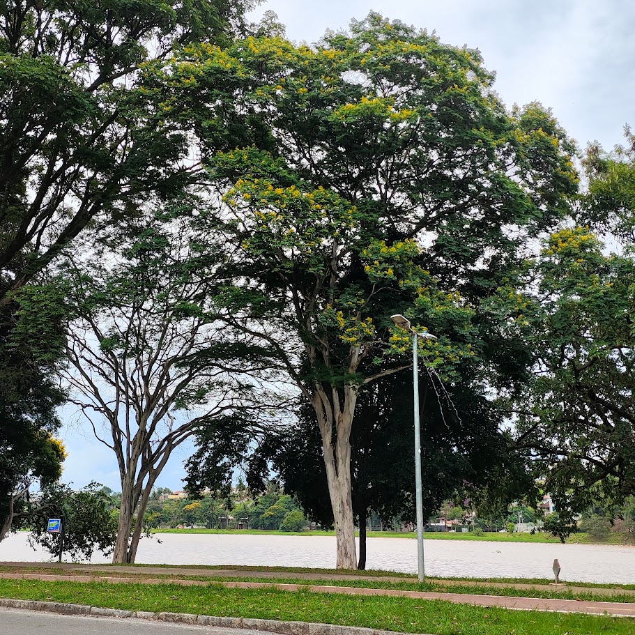 Pau-ferro florido