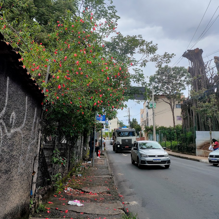 Malvavisco florido.