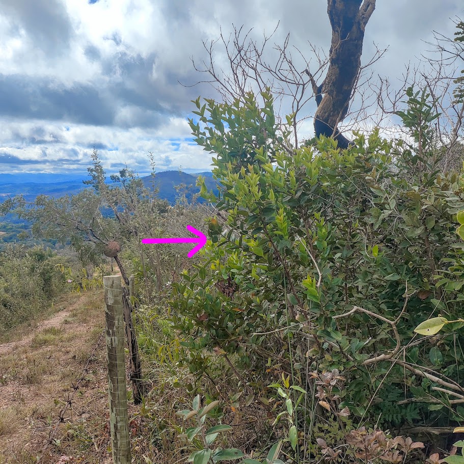 Jacatirão em área de cerrado.