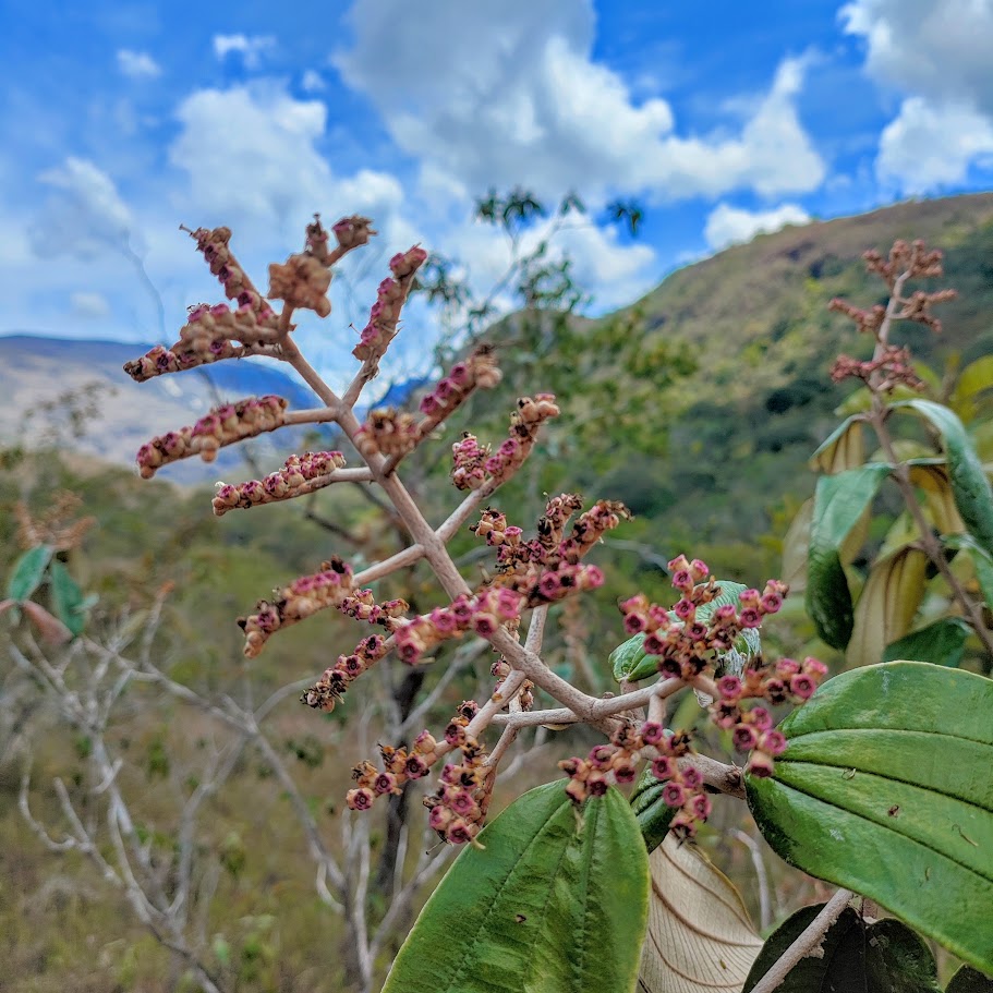 Frutos da canela-de-velho.