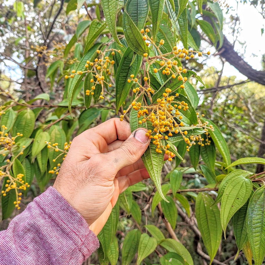 Folhas e frutos da micônia-de-ibagué.
