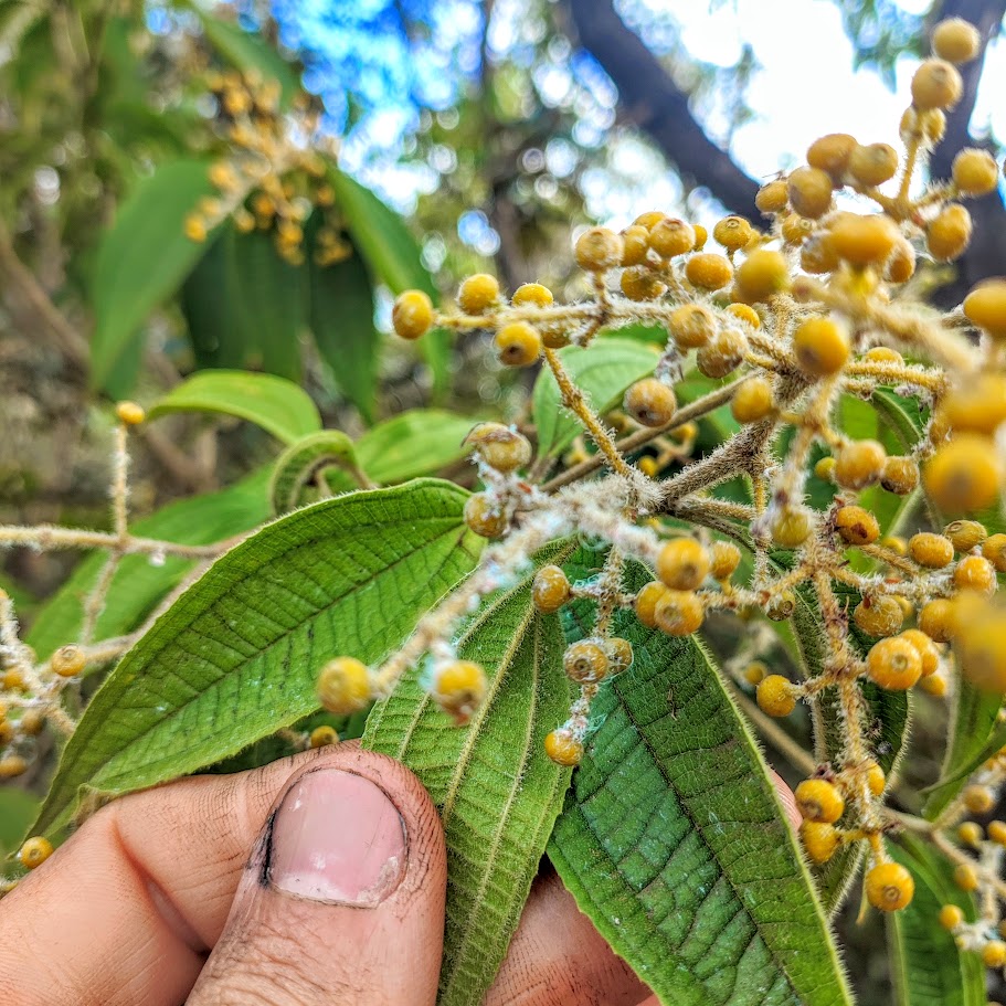 Ramos, folhas e frutos da micônia-de-ibagué.