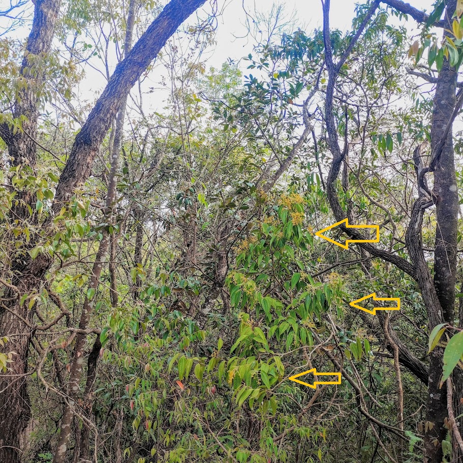 Arvoreta de micônia-de-ibagué.