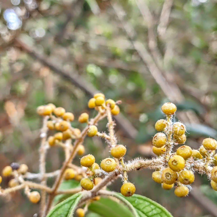 Frutos da Folhas micônia-de-ibagué.