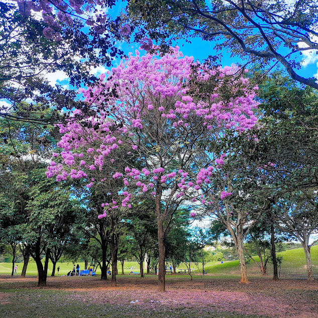 Ipês-roxo-de-bola em bosque.