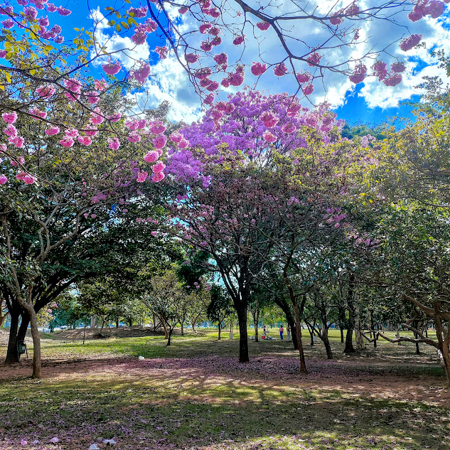 Ipês-roxo-de-bola em bosque.