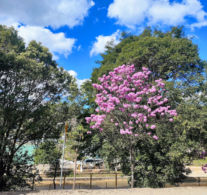 Ipê-roxo-de-bola