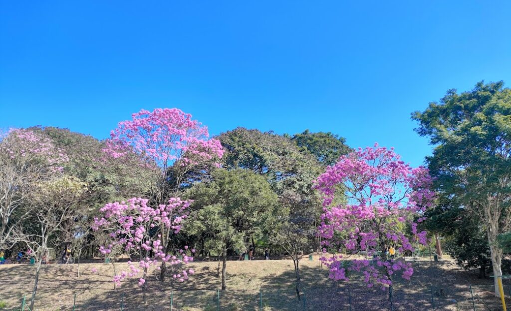 Ipês-roxo-de-bola