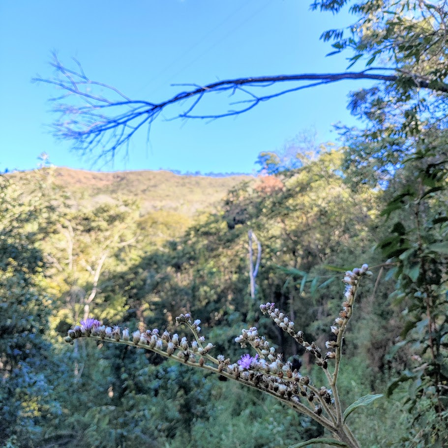 Inflorescências da erva-de-são-simão.